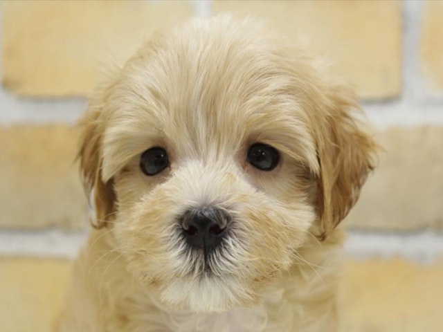 広島県のハーフ犬・ミックス犬 (ペッツワン広島LECT店/2024年6月22日生まれ/男の子/クリーム)の子犬